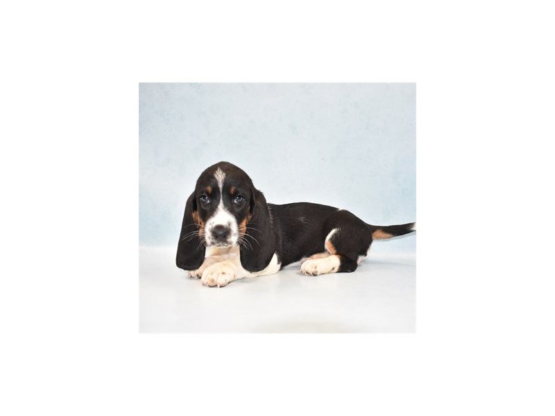 Basset Hound-DOG-Female-Black White and Tan-2713706-My Next Puppy
