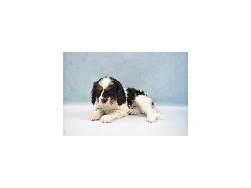 Cavalier King Charles Spaniel-DOG-Male-Black and Tan-2750365-My Next Puppy