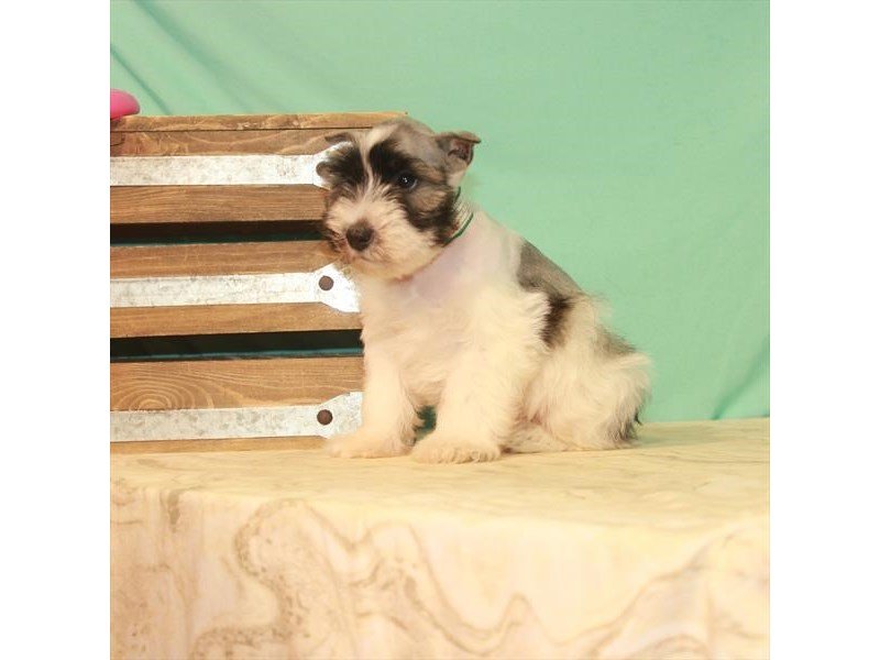 Miniature Schnauzer-DOG-Male-White Salt / Pepper-2779796-My Next Puppy