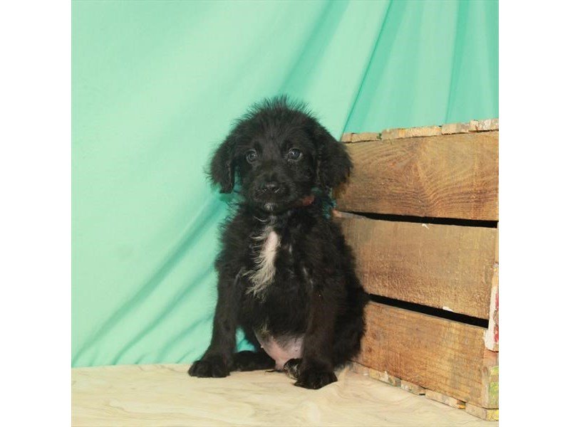 Miniature Labradoodle-DOG-Male-Black-2779810-My Next Puppy