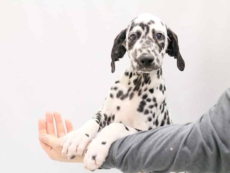 Dalmatian-DOG-Male--2784484-My Next Puppy