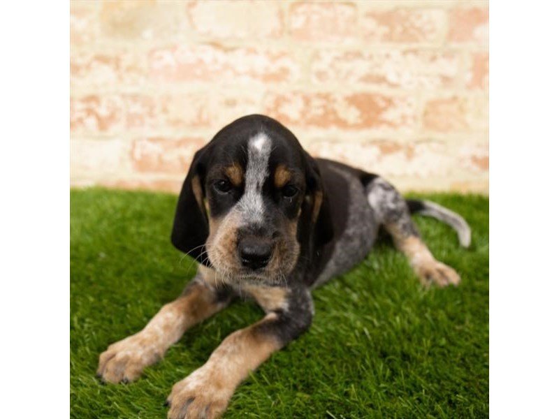 Beagle-DOG-Male-Black White / Tan-2787743-My Next Puppy