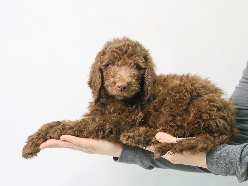 Standard Goldendoodle-DOG-Male-Chocolate-2786982-My Next Puppy
