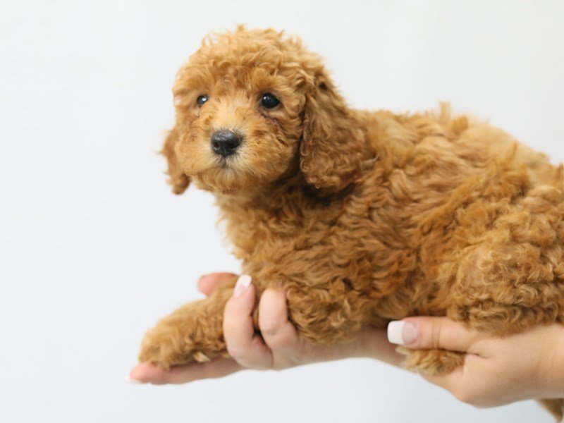 F2 MINI GOLDENDOODLE-DOG-Female-Red-2786886-My Next Puppy