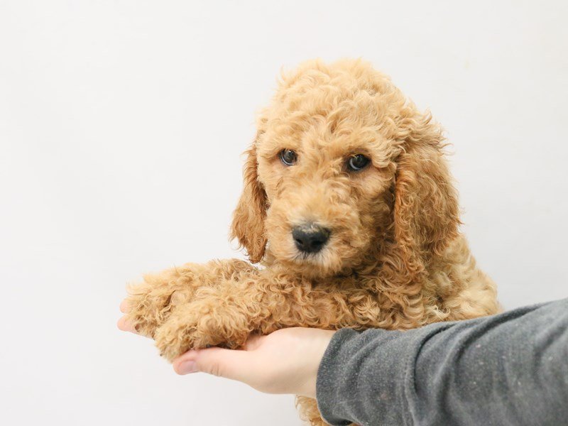 ST Poodle-DOG-Female-Red-2787079-My Next Puppy