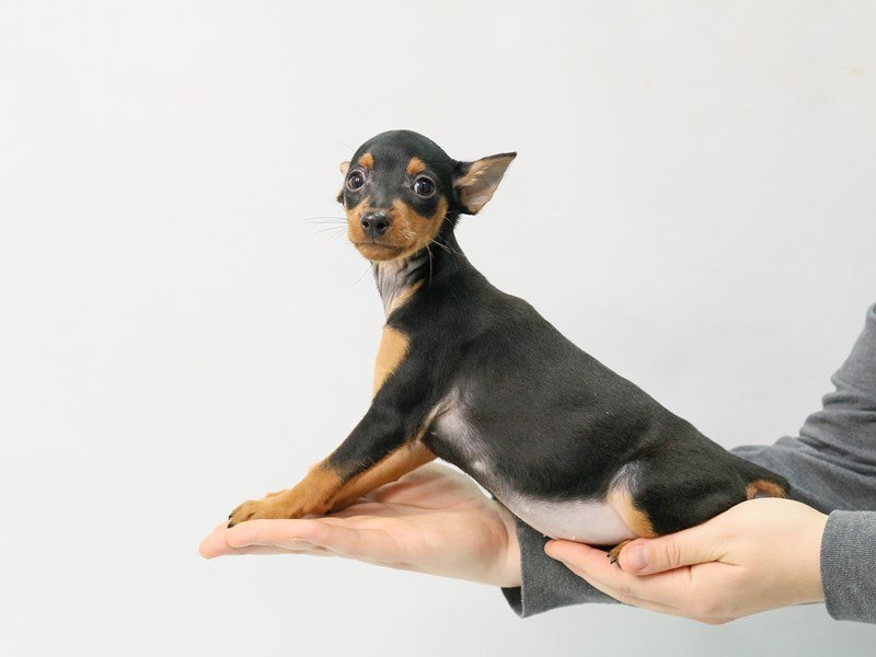 Miniature Pinscher-DOG-Female-Black and rust-2787726-My Next Puppy