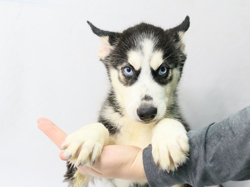 Siberian Husky-DOG-Male-Black White / Cream-2787751-My Next Puppy