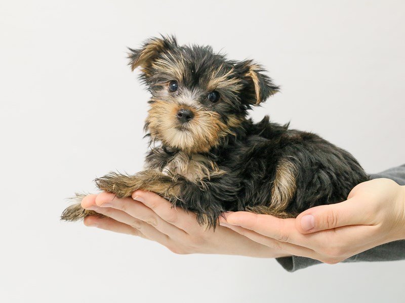Yorkshire Terrier-DOG-Male-Blue / Tan-2787758-My Next Puppy