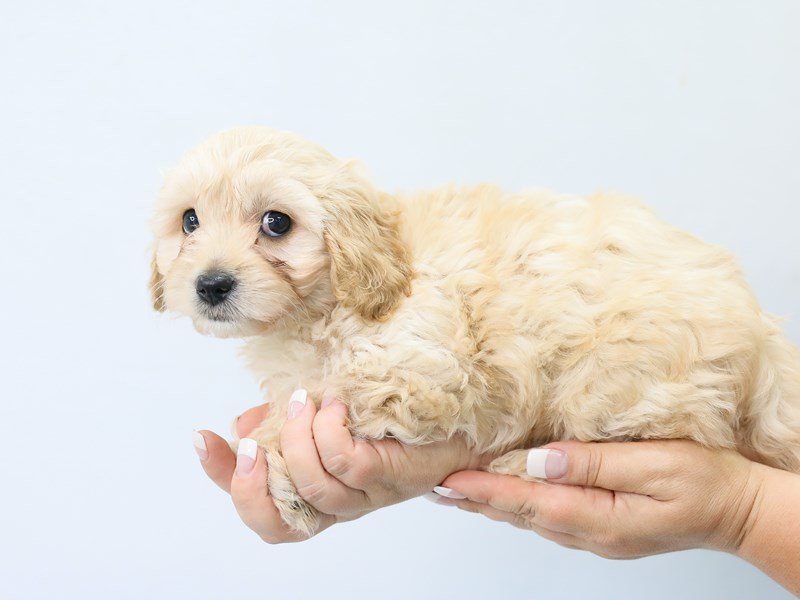 Cava Chon-DOG-Female-BLENHEIM-2786981-My Next Puppy