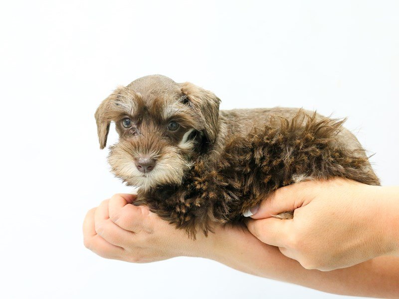 Mini Schnauzer-Female-LIVER WHITE-2786925-My Next Puppy