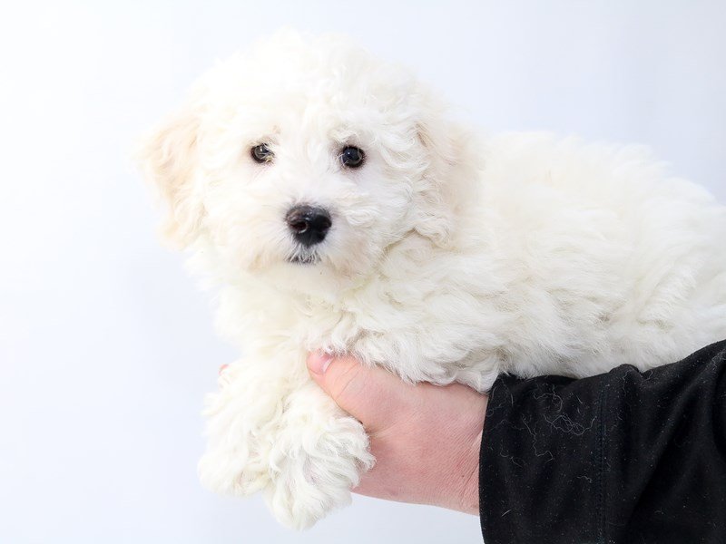 Bichon Frise-DOG-Male-White-2757827-My Next Puppy