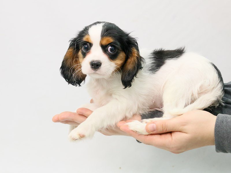 Cavalier King Charles Spaniel-DOG-Female-Black / White-2801294-My Next Puppy