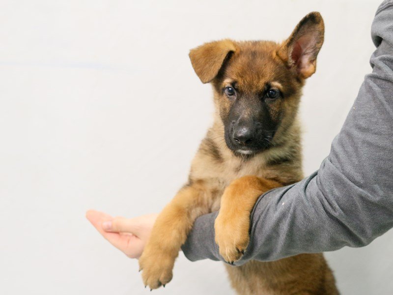 German Shepherd Dog-DOG-Male-Sable-2800695-My Next Puppy