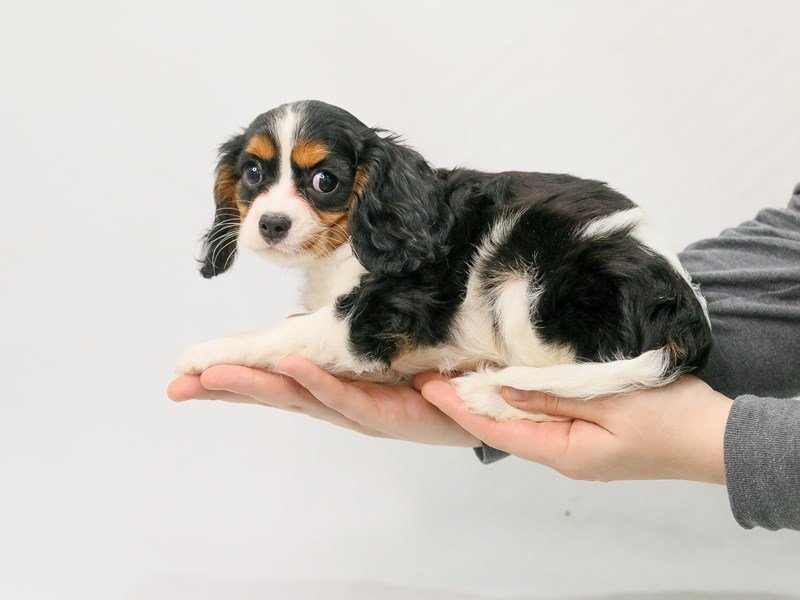 Cavalier King Charles Spaniel-DOG-Female-Black / White-2801273-My Next Puppy