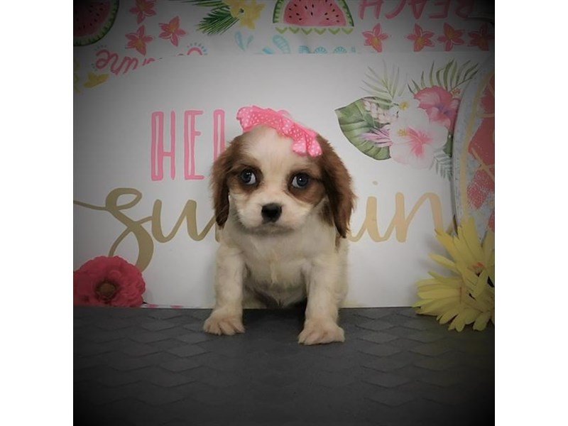 Cavalier King Charles Spaniel-DOG-Female-Blenheim-2807847-My Next Puppy