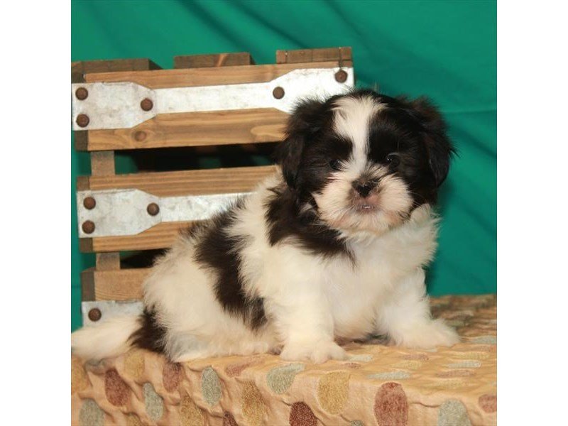 Shih Tzu-DOG-Male-White / Black Sable-2807859-My Next Puppy