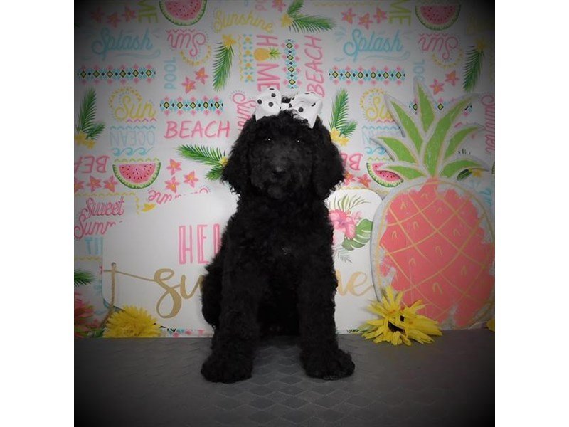 Poodle Standard-DOG-Female-Black-2817148-My Next Puppy