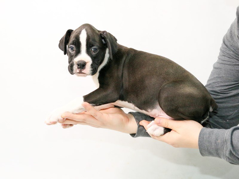 Boxer-DOG-Male-Black White-2816718-My Next Puppy