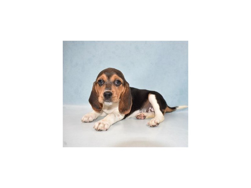 Beagle-DOG-Female-Black Tan and White-2700179-My Next Puppy