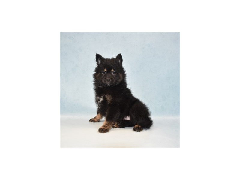 Pomeranian-DOG-Female-Black and Tan-2713689-My Next Puppy