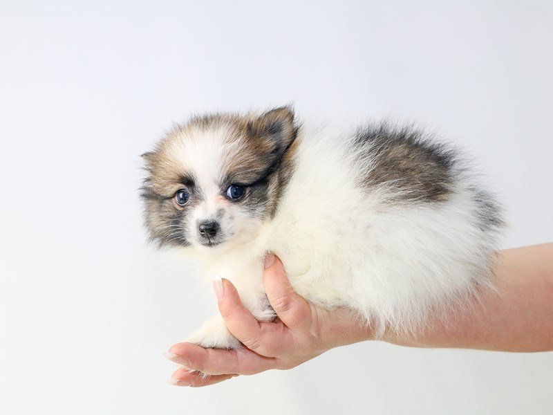 Pomeranian-DOG-Female-Sable White-2727609-My Next Puppy