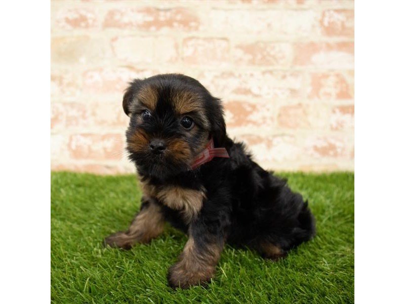 Yorkshire Terrier-DOG-Male-Black / Tan-2759691-My Next Puppy