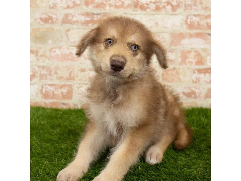 Huskipoo-Male-Red-2759692-My Next Puppy