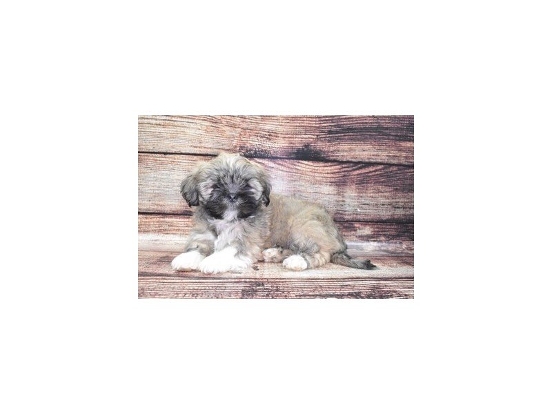 Lhasa Apso-DOG-Male-Red Gold-2765435-My Next Puppy