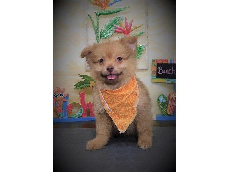 Pomeranian-DOG-Male-Chocolate Sabled Orange-2774052-My Next Puppy