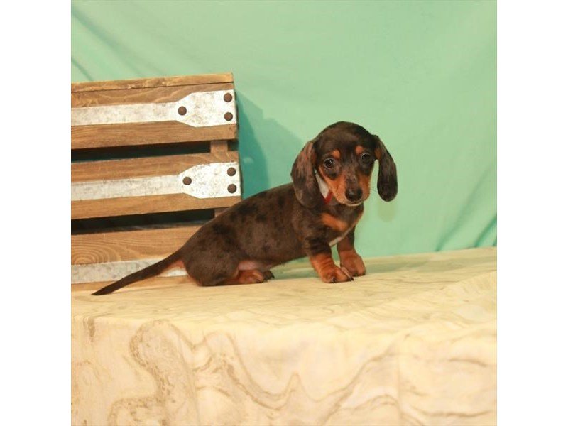 Miniature Dachshund-DOG-Female-Black / Tan-2779792-My Next Puppy