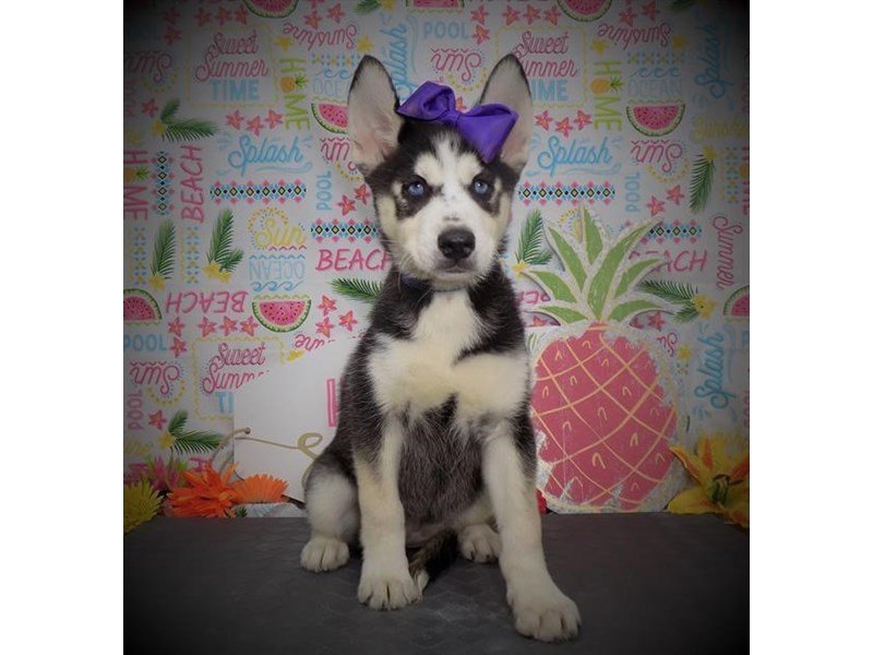 Siberian Husky-DOG-Female-Black White / Cream-2787749-My Next Puppy