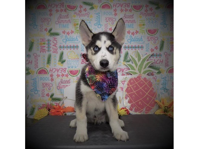 Siberian Husky-DOG-Male-Black White / Cream-2787750-My Next Puppy