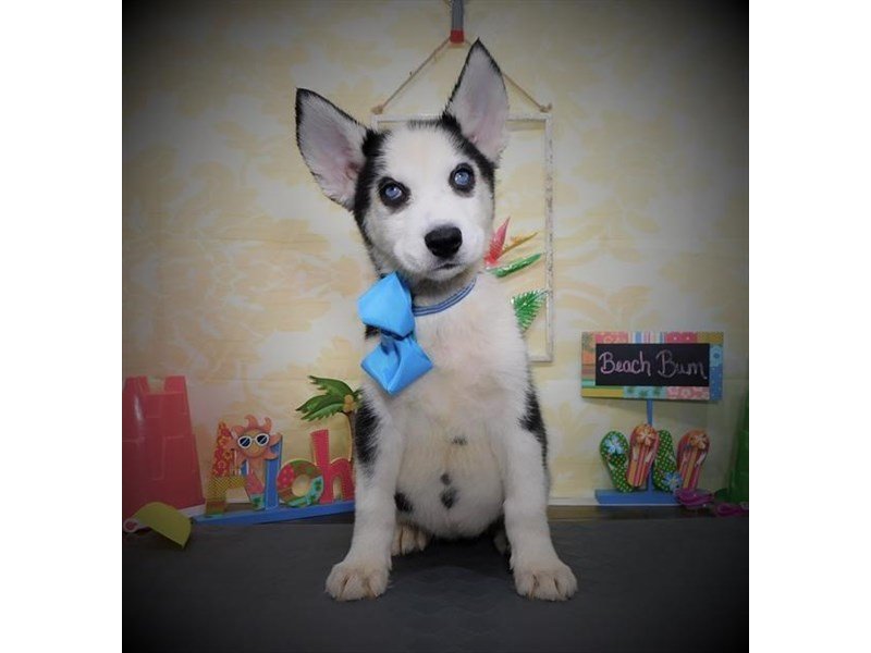 Siberian Husky-DOG-Female-Black / White-2787776-My Next Puppy