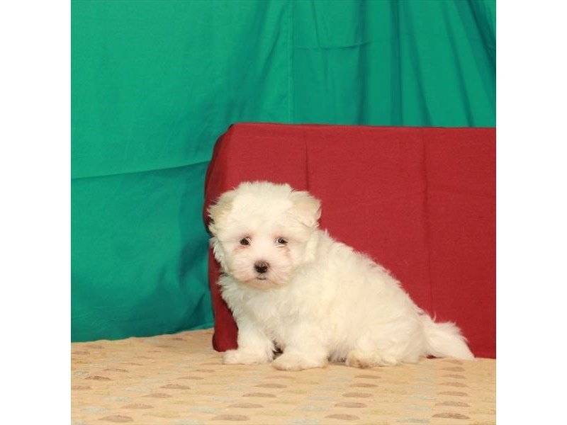 Maltese-DOG-Female-White-2808505-My Next Puppy