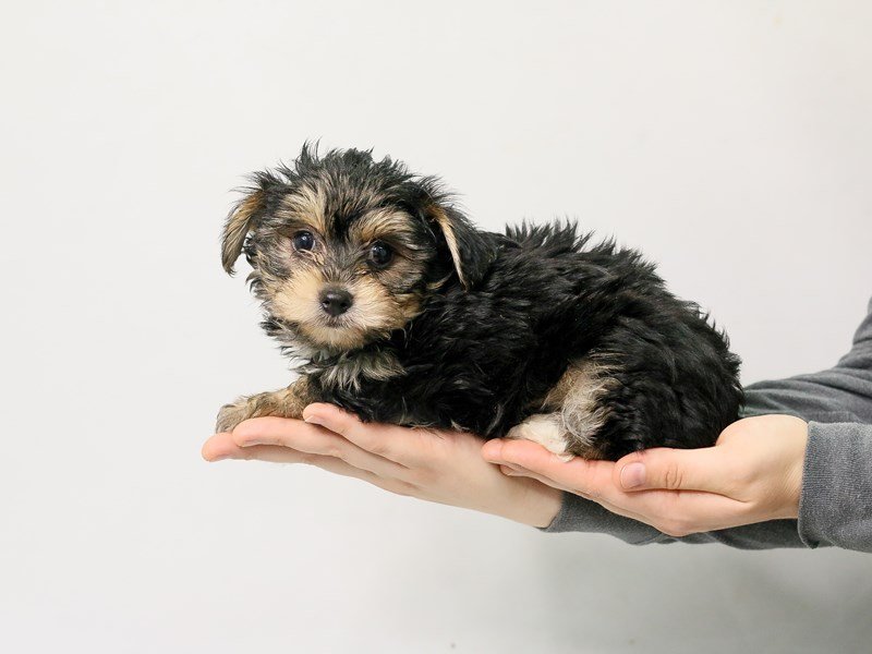 Yorkie Chon-DOG-Male-BLK TAN-2808302-My Next Puppy