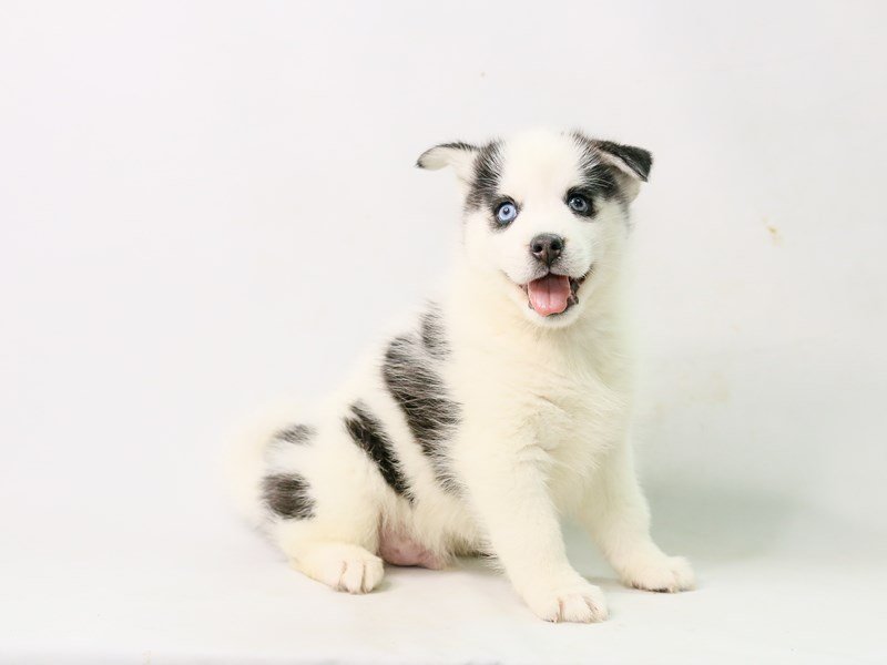 Pomsky-DOG-Male-BLK WH-2815668-My Next Puppy