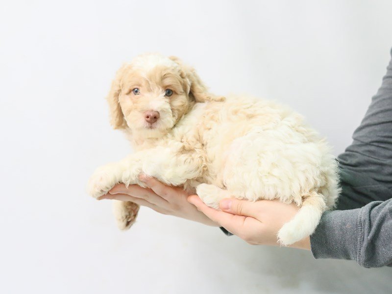 Cockadoodle-Male-RED WHITE-2816835-My Next Puppy
