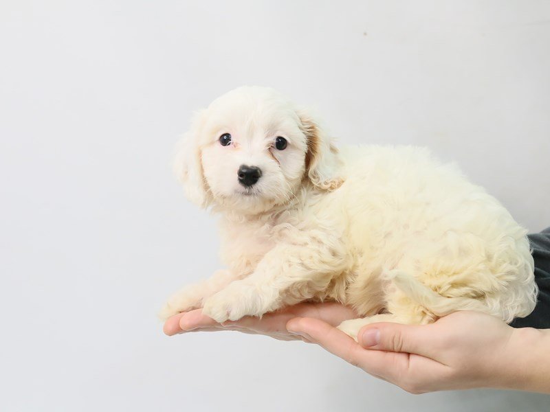 Cavachon-DOG-Female-BLENHEIM-2816821-My Next Puppy