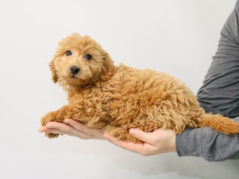 F2 MINI GOLDENDOODLE-Female-Red-2816685-My Next Puppy