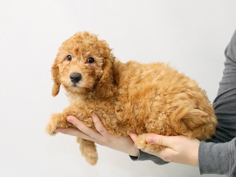 F2 MINI GOLDENDOODLE-Male-Red-2816681-My Next Puppy