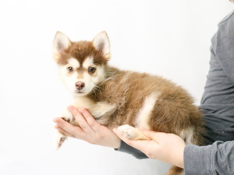 Pomsky-DOG-Male-Red-2828172-My Next Puppy