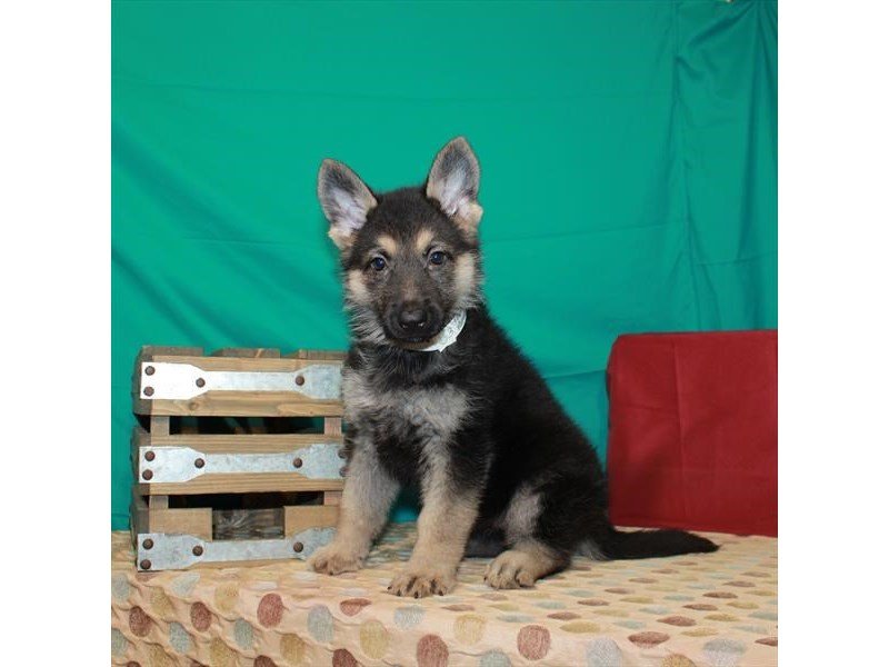 German Shepherd Dog-DOG-Female-Black / Tan-2832094-My Next Puppy