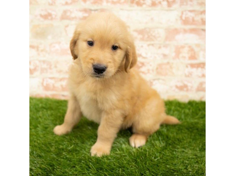 Golden Retriever-DOG-Male-Golden-2832098-My Next Puppy