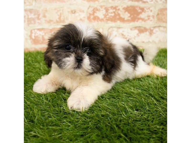 Shih Tzu-DOG-Female-Brown / White-2832100-My Next Puppy