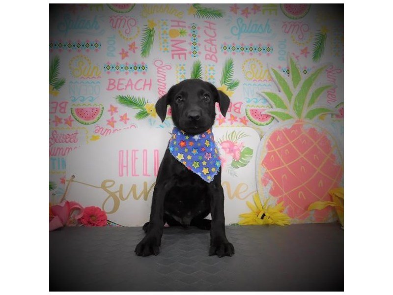 Labrador Retriever-DOG-Male-Black-2832375-My Next Puppy