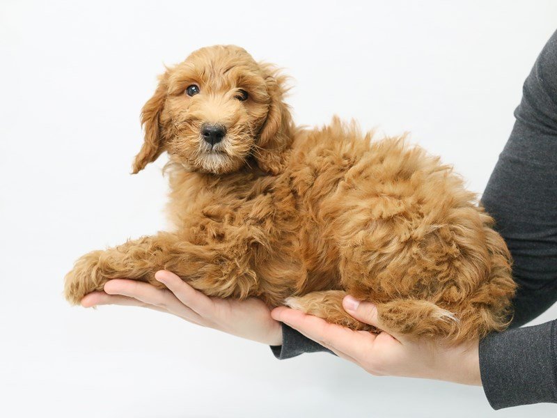 Goldendoodle Mini 2nd Gen-DOG-Male-Red-2839566-My Next Puppy