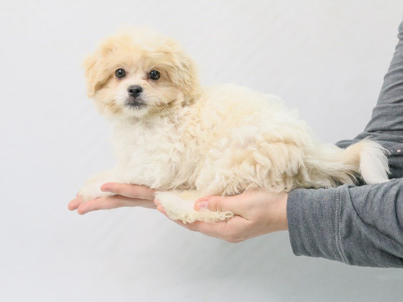 Pekeapoo-DOG-Female-Apricot-2800701-My Next Puppy