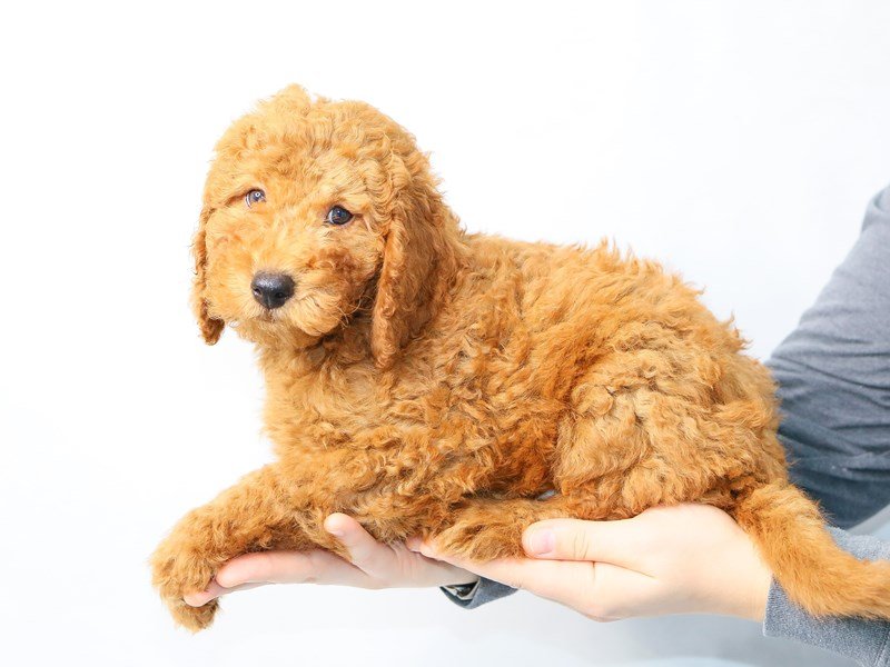 F2 MINI GOLDENDOODLE-Male-Red-2861289-My Next Puppy