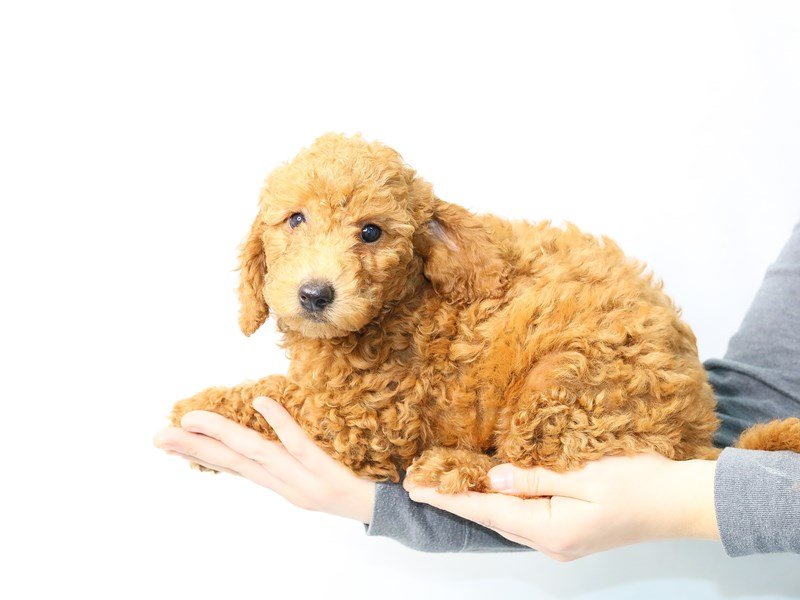 F2 MINI GOLDENDOODLE-Female-Red-2861303-My Next Puppy