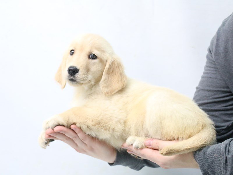 Goldendoodle-DOG-Female-Golden-2875759-My Next Puppy